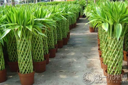 裝修好的房子里面放點(diǎn)什么可以凈化？